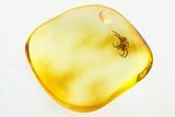 Detailed Fossil Spider (Araneae) In Baltic Amber - Jewelry Quality #272196-1